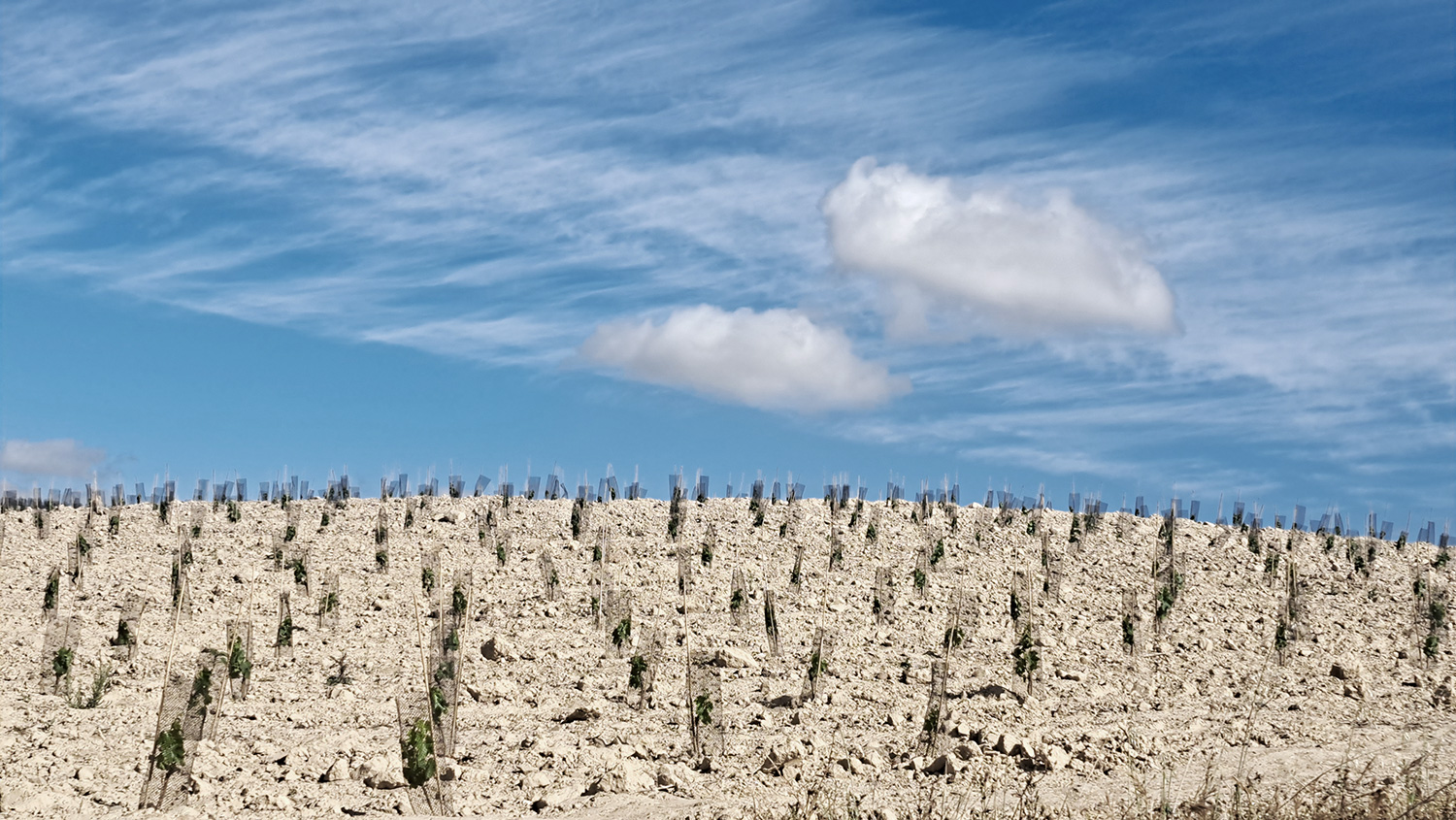 Las Llanas viñedo de Alegre Valgañón Las Llanas viñedo de Alegre Valgañón
