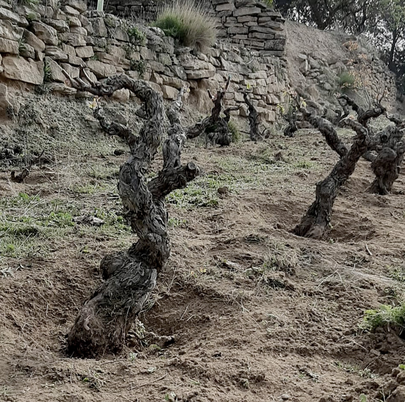 Esta tierra de Alegre Valgañón Bodega