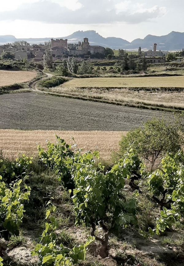 Vista de Sajazarra desde viñedo Alegre Valgañón
